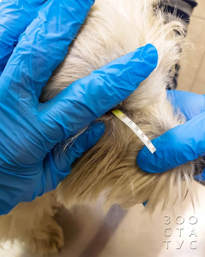 как проходит прием ветеринарного офтальмолога