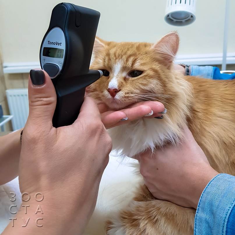 как проходит прием ветеринарного офтальмолога