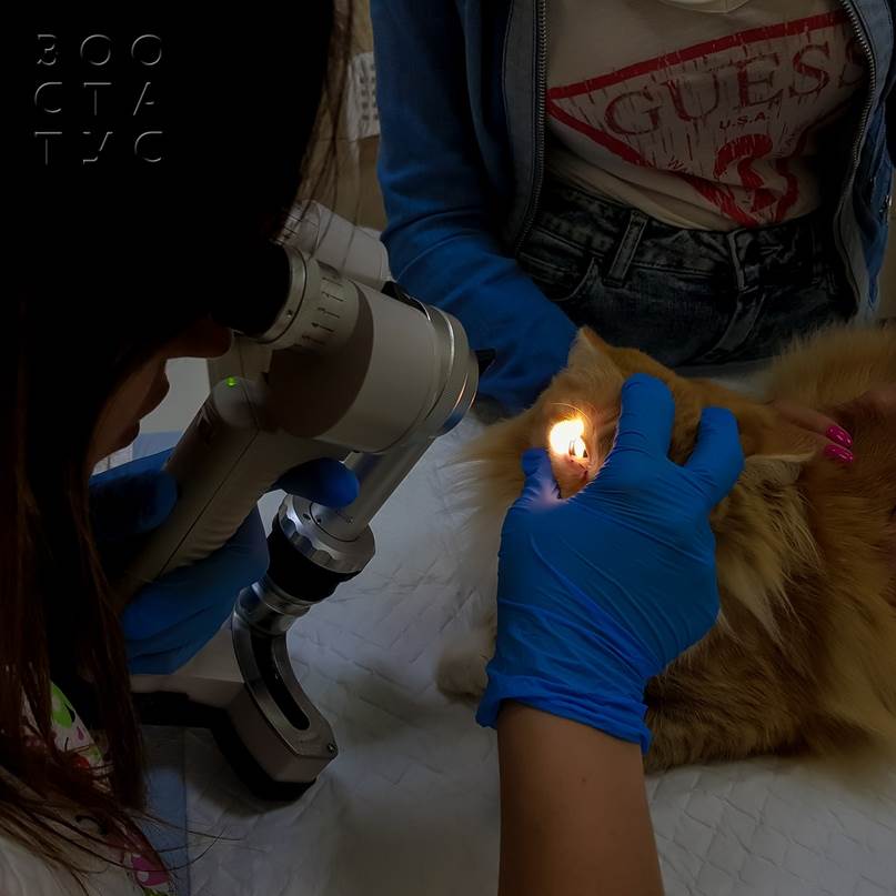 как проходит прием ветеринарного офтальмолога