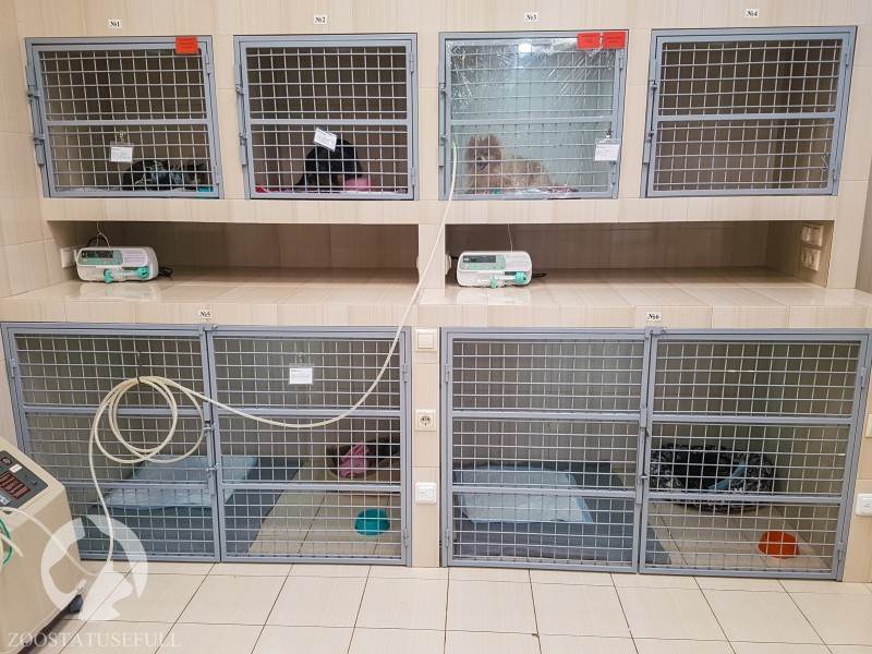 ветеринарный стационар