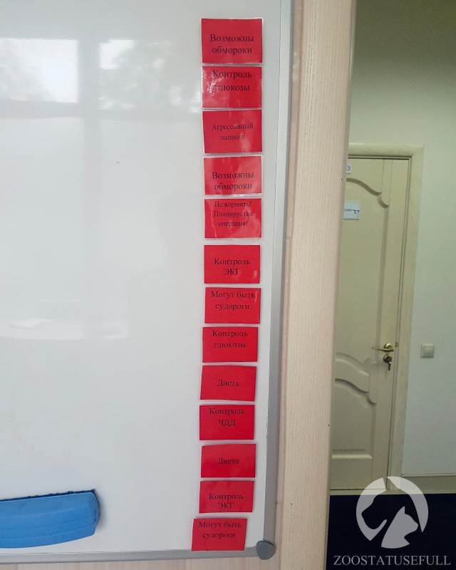 ветеринарный стационар