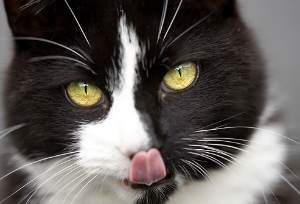 Особенности пищеварительной системы кошек
Фото