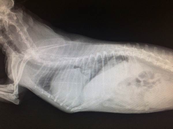 Рентген кошки с отеком легких