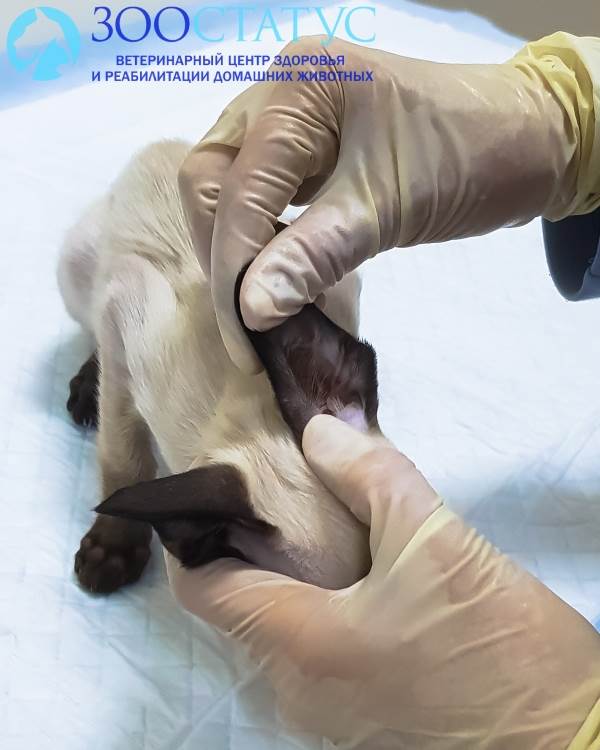 осмотр уха кошке