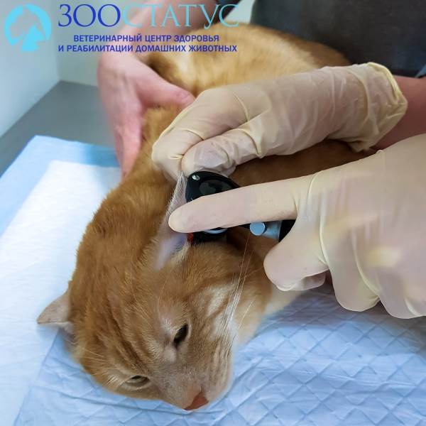 осмотр уха коту с отитом