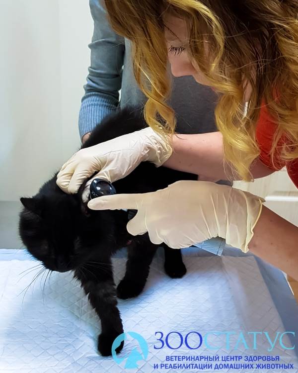 осмотр уха кошке