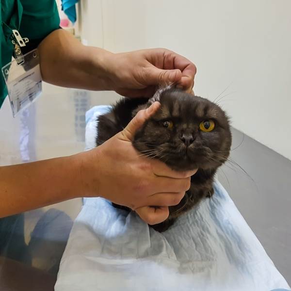 осмотр уха кошке