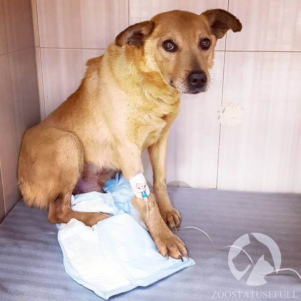 что делать если собака отравилась