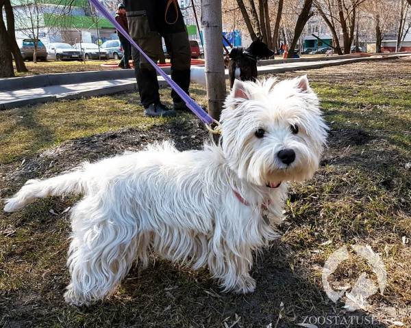что делать если собака отравилась