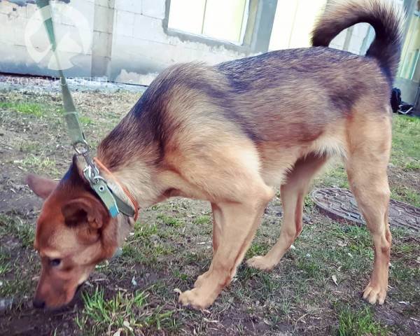 что делать если собака отравилась