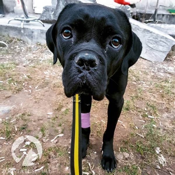 что делать если собака отравилась