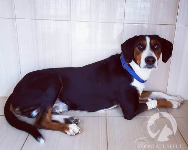 что делать если собака отравилась