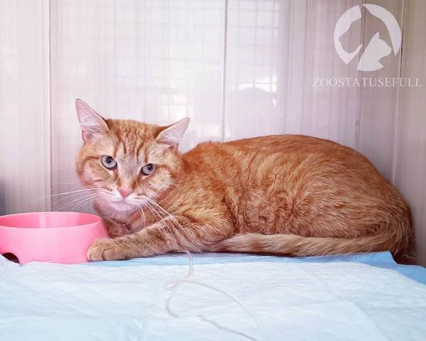 что делать если собака отравилась