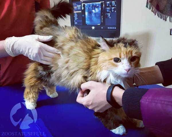 что делать если собака отравилась