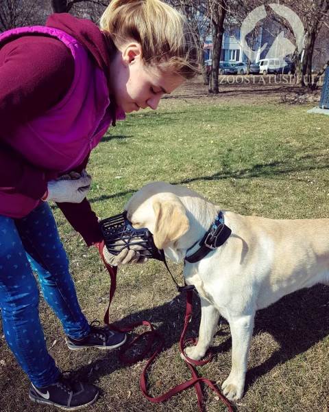 что делать если собака отравилась