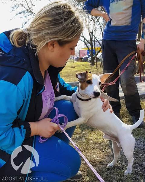 что делать если собака отравилась