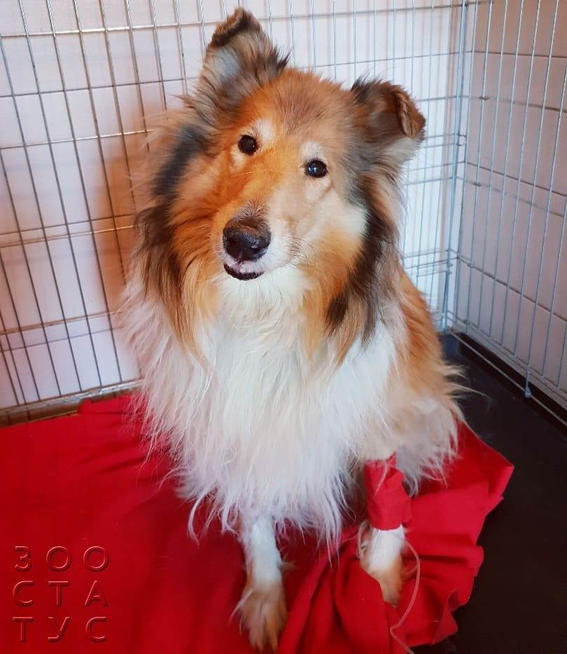 удаление грыжи у собаки