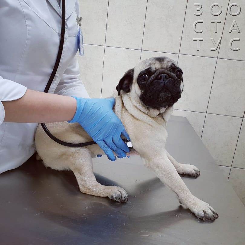 удаление грыжи у собаки