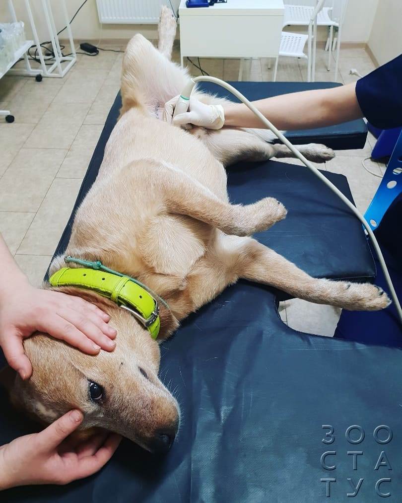 удаление грыжи у собаки