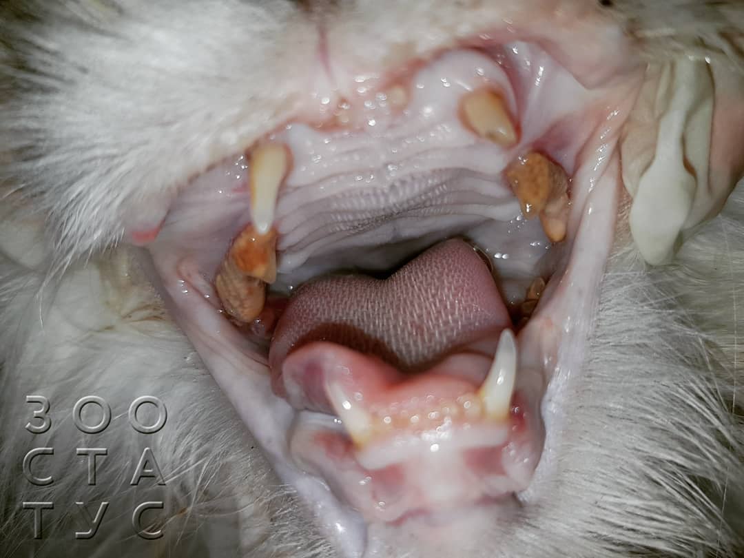 боль у кошек и собак