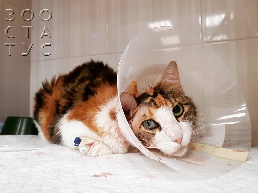 боль у кошек и собак