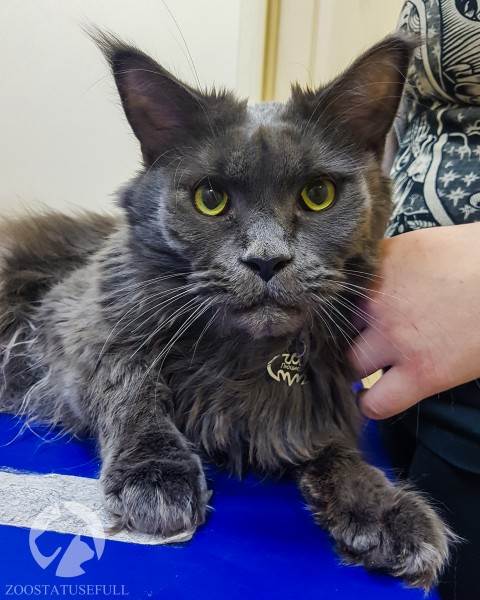 прием ветеринара