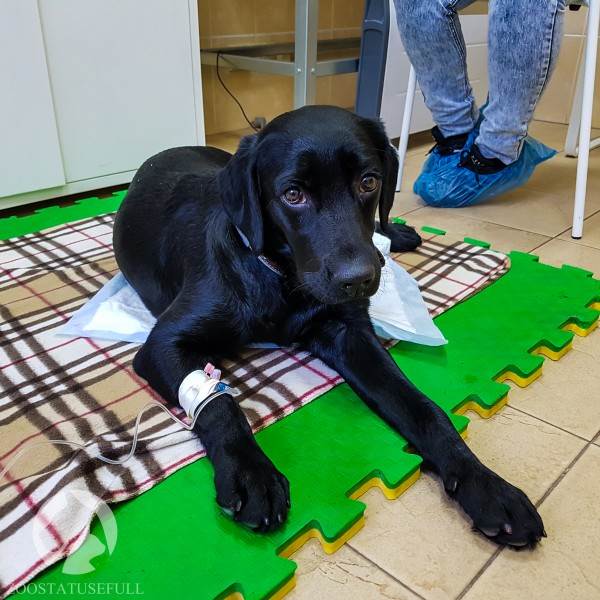 прием ветеринара