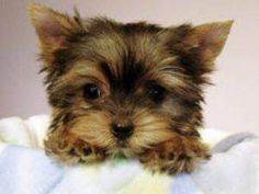 Печеночная энцефалопатия
Фото