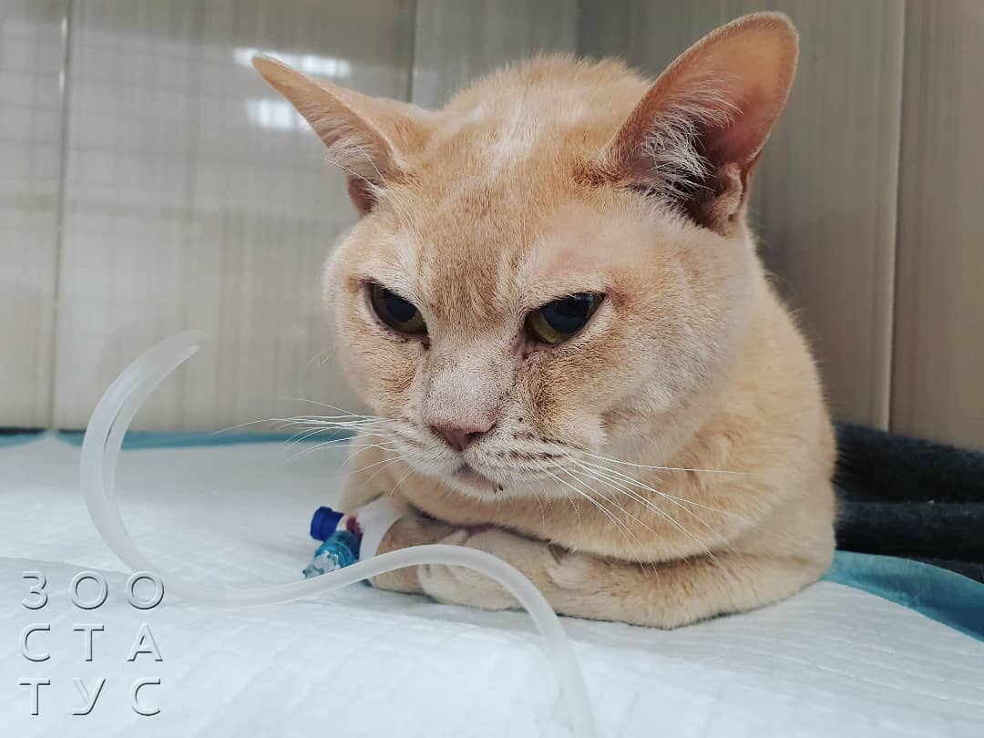 кот сломал лапу