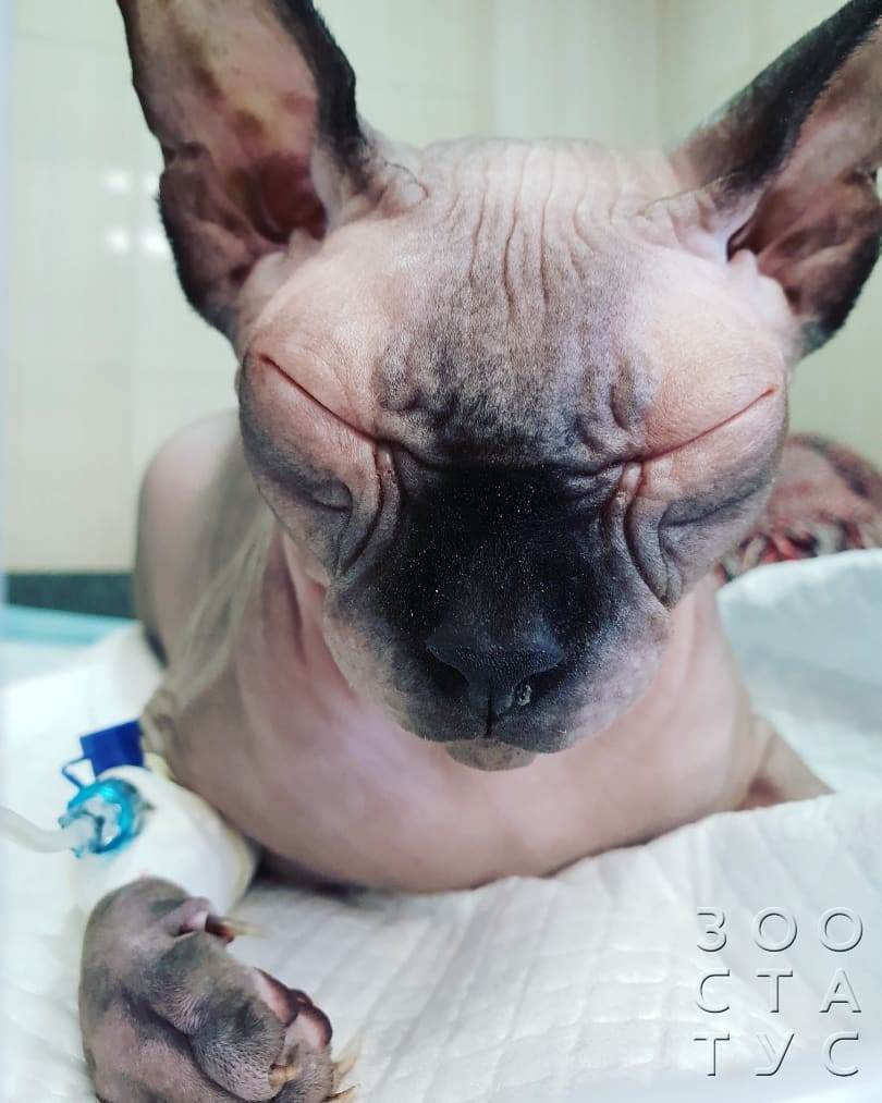 кот сломал лапу