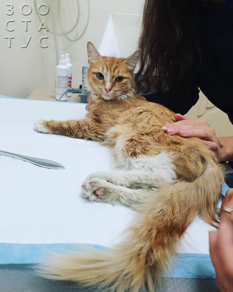 кот сломал лапу