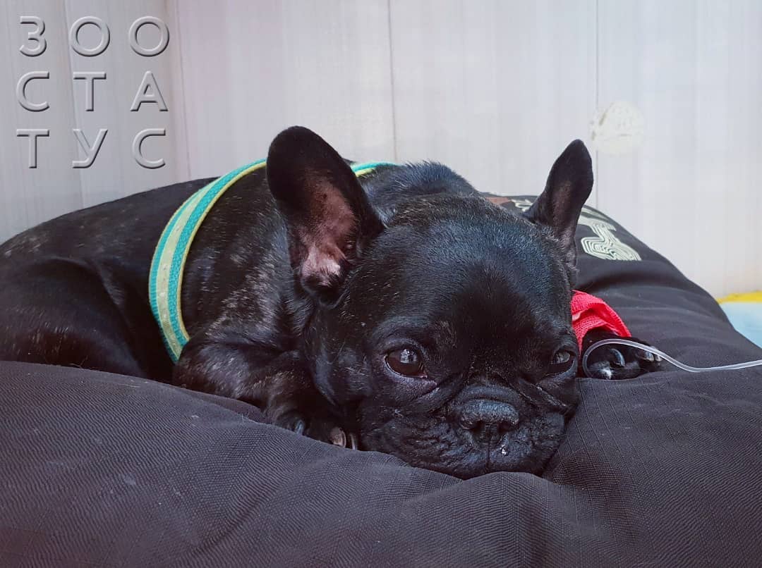 Пироплазмоз у собак Фото бабезиоз собак