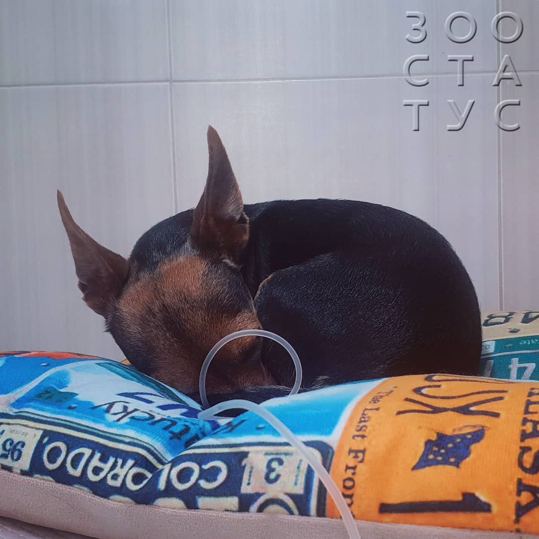 Пироплазмоз у собак Фото бабезиоз собак