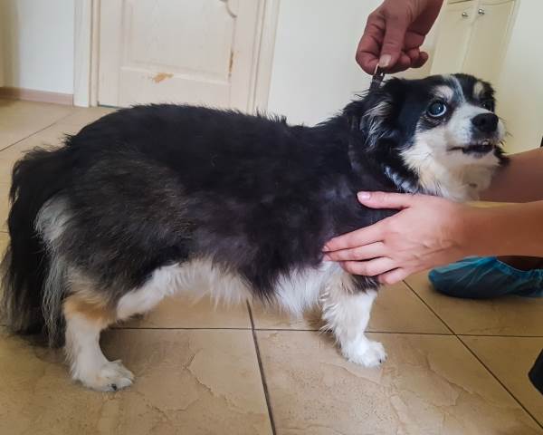 собака с пододерматитом