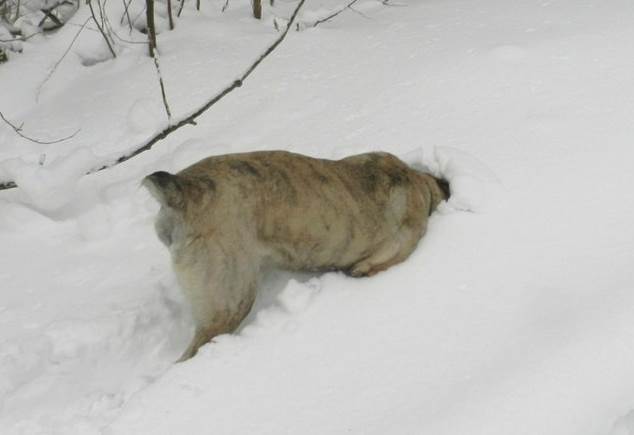 собака с пододерматитом