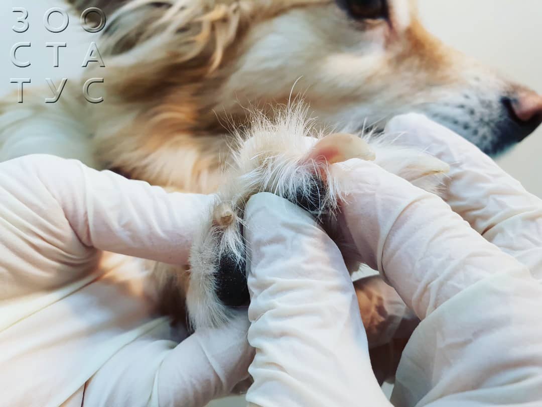 повреждения когтя