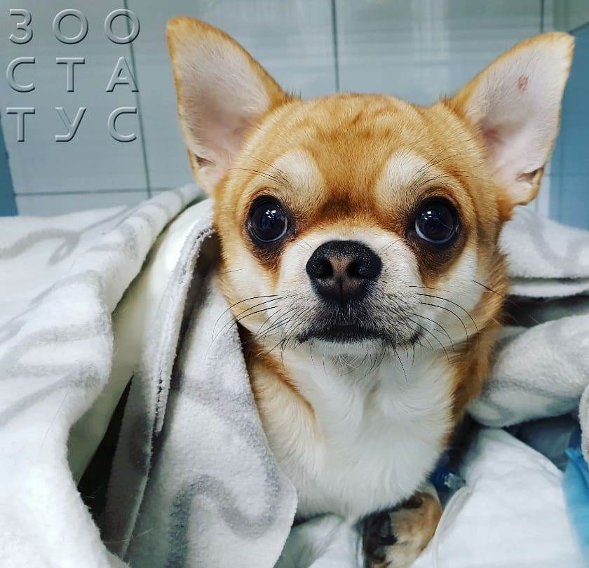 повышенная ЩФ у собак