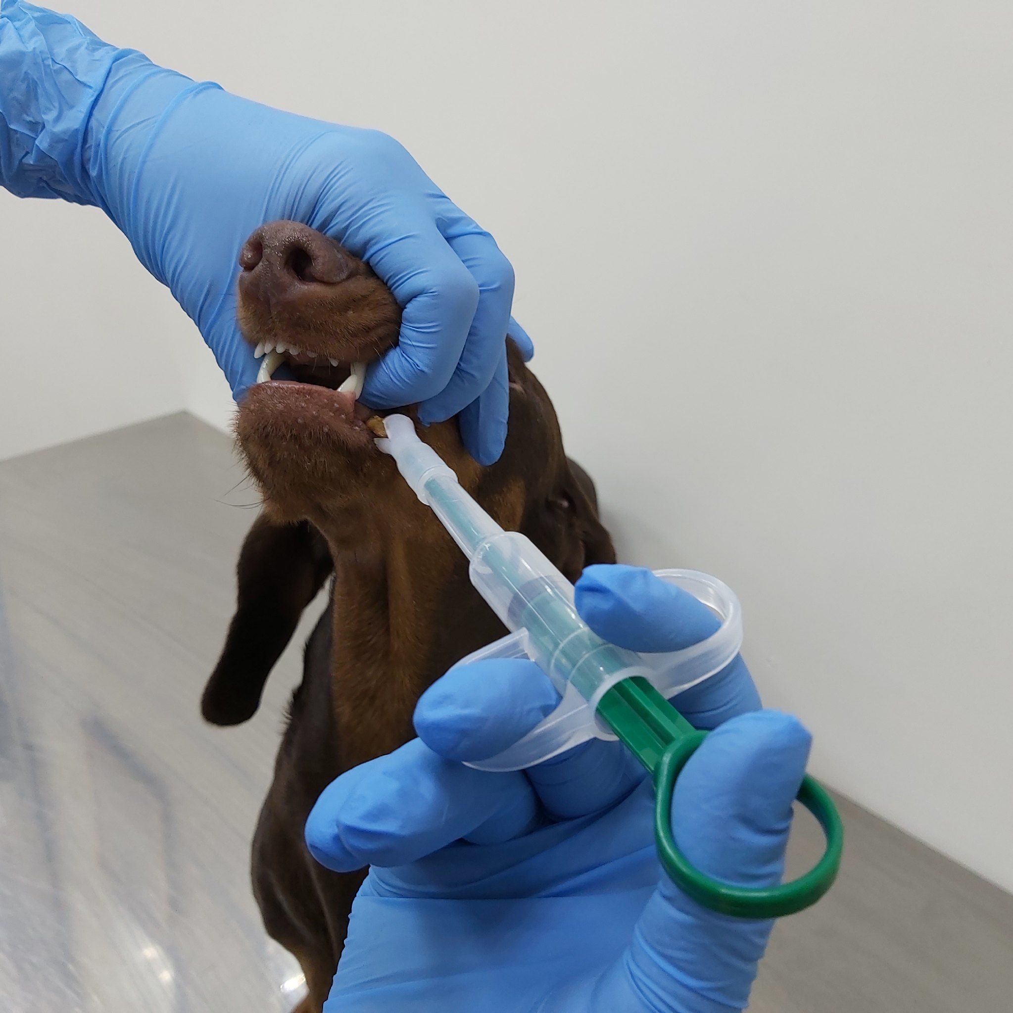 пероральная дача препарата животным