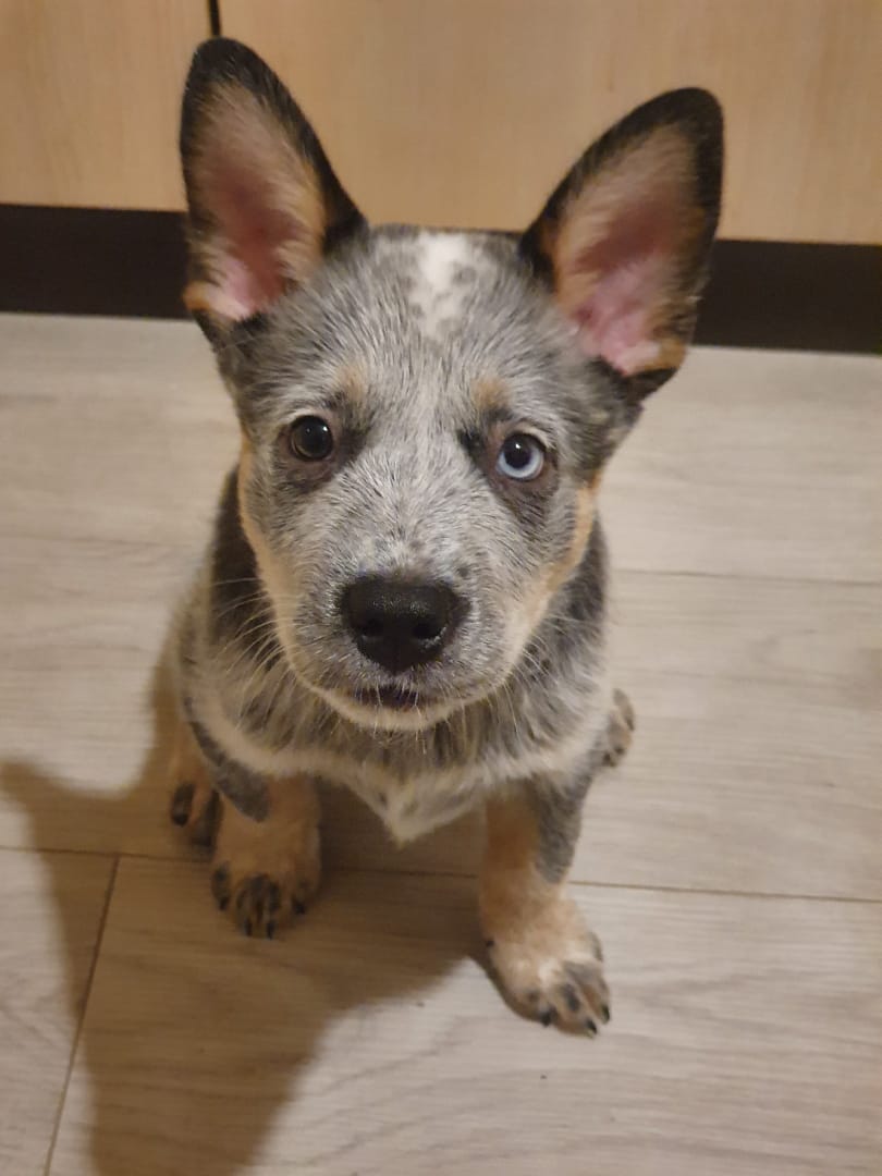 пероральная дача препарата животным