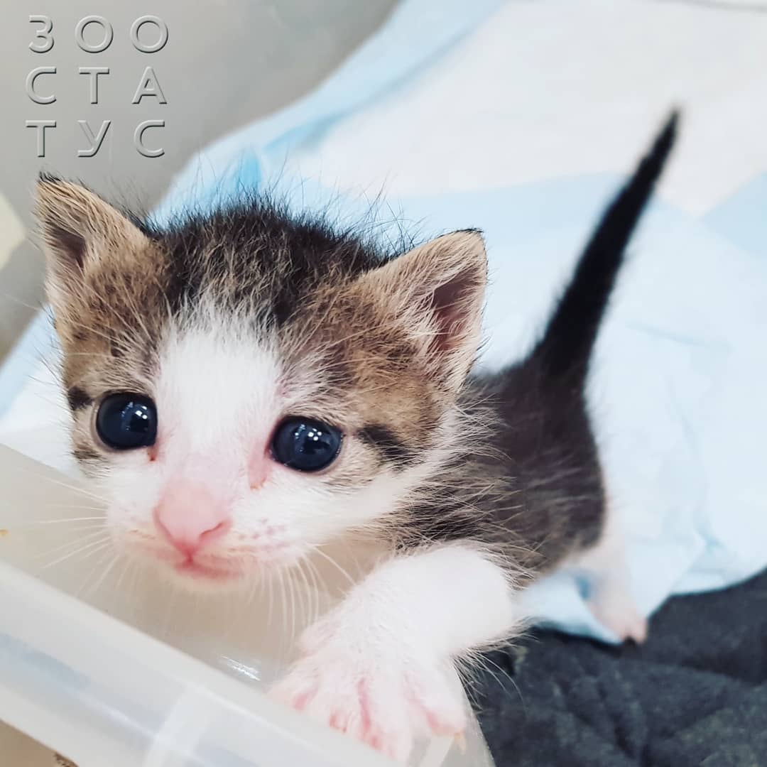 рахит и алиментарный гиперпаратиреоз у кошек и собак