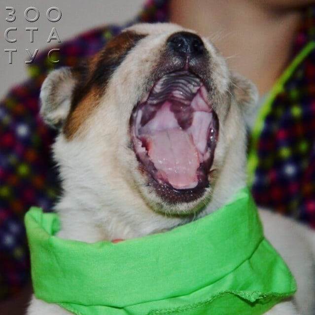 рахит и алиментарный гиперпаратиреоз у кошек и собак