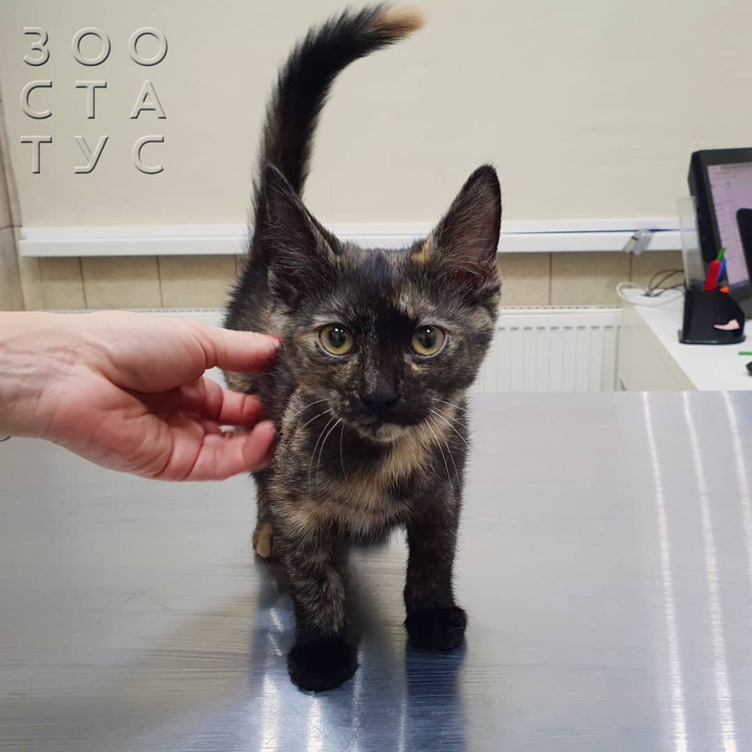 рахит и алиментарный гиперпаратиреоз у кошек и собак