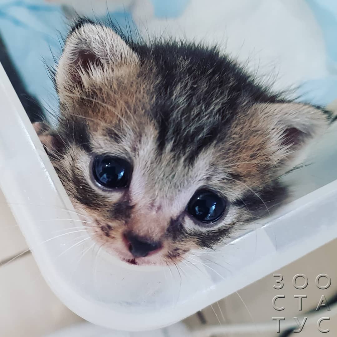 рахит и алиментарный гиперпаратиреоз у кошек и собак