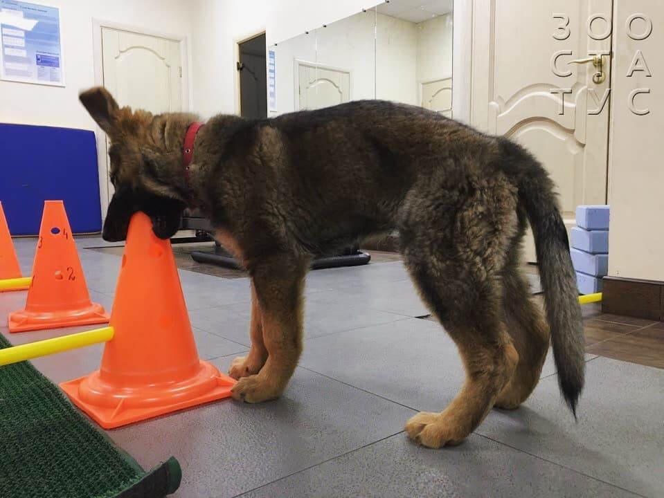 рахит и алиментарный гиперпаратиреоз у кошек и собак