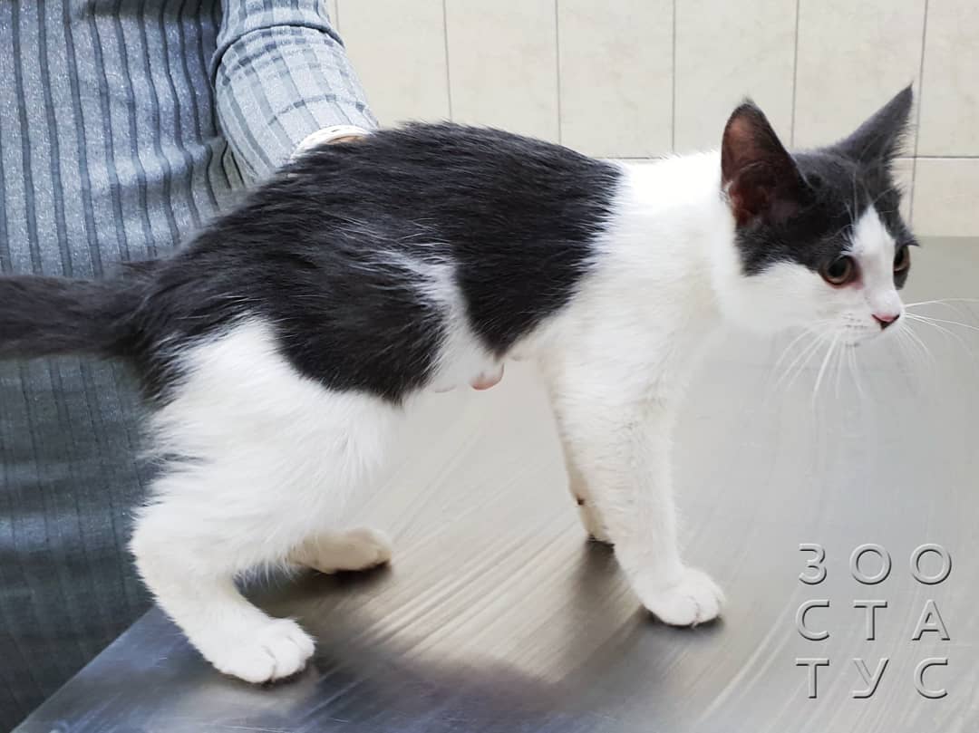 рахит и алиментарный гиперпаратиреоз у кошек и собак