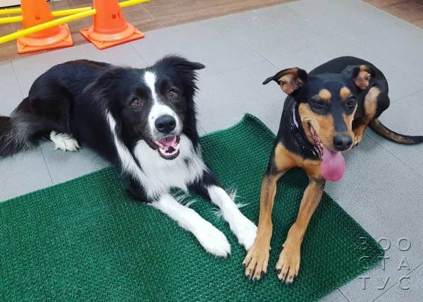 Рейтинг кормов для собак Фото рейтинг кормов для кошек