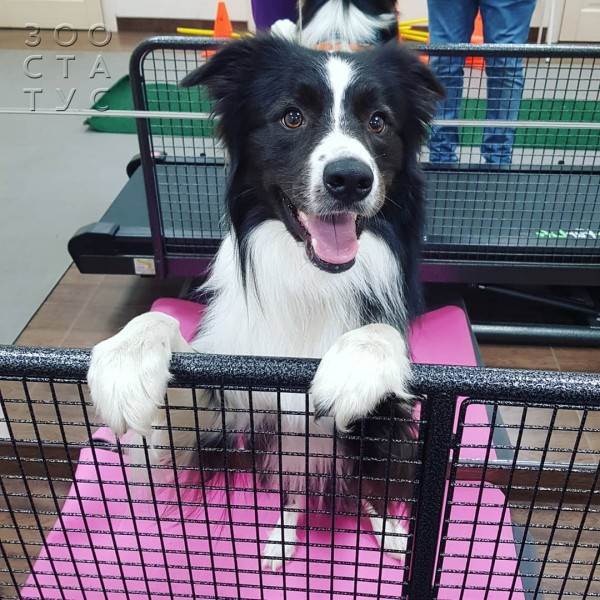 Рейтинг кормов для собак Фото рейтинг кормов для кошек