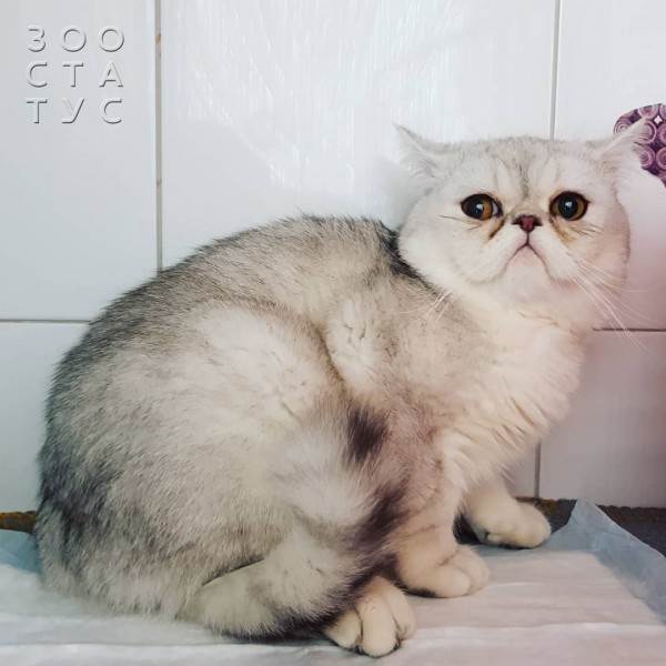 Рейтинг кормов для собак Фото рейтинг кормов для кошек