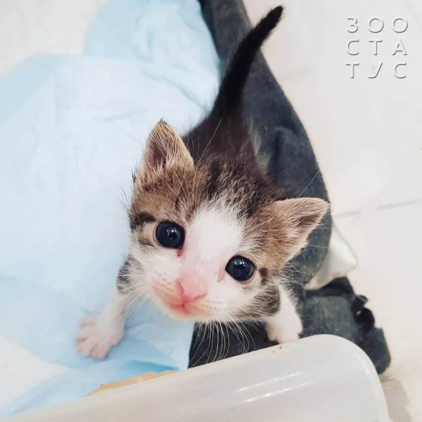 Рейтинг кормов для собак Фото рейтинг кормов для кошек