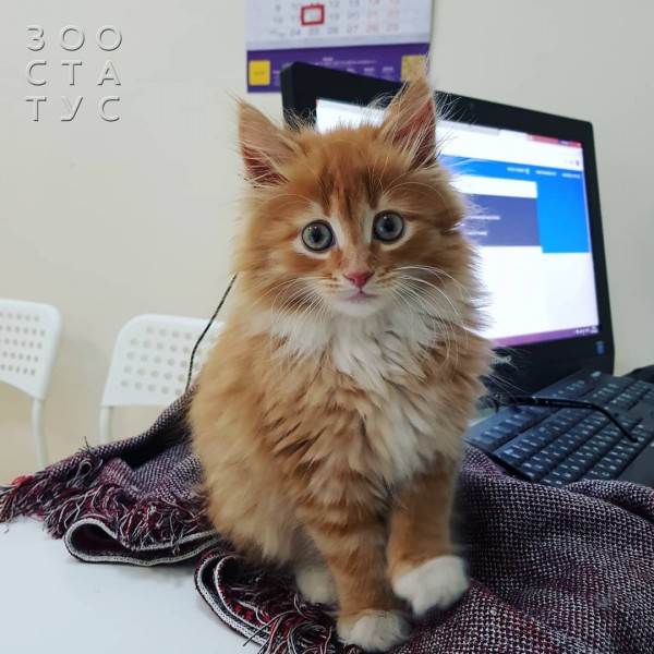 Рейтинг кормов для собак Фото рейтинг кормов для кошек